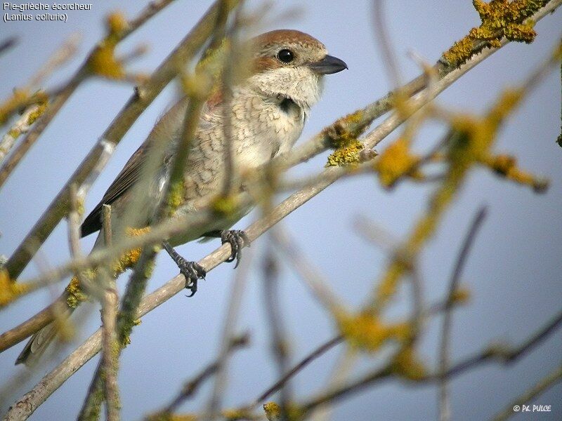 Red-backed Shrike