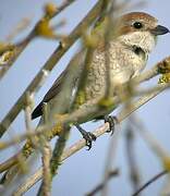 Red-backed Shrike