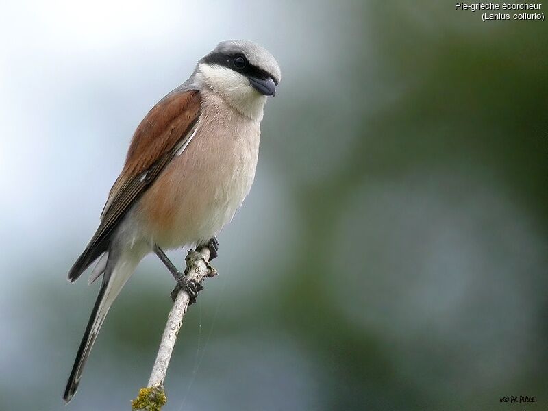 Red-backed Shrike