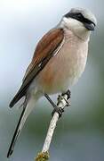 Red-backed Shrike