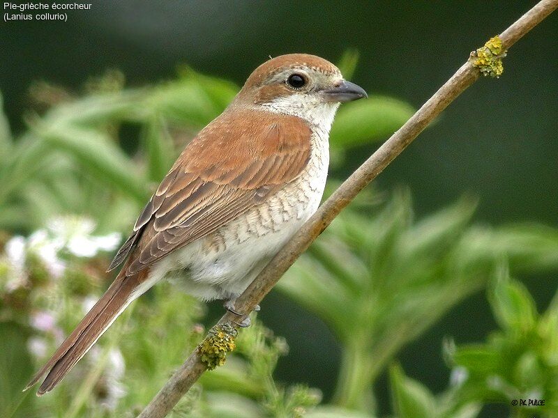 Red-backed Shrike