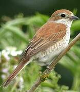 Red-backed Shrike