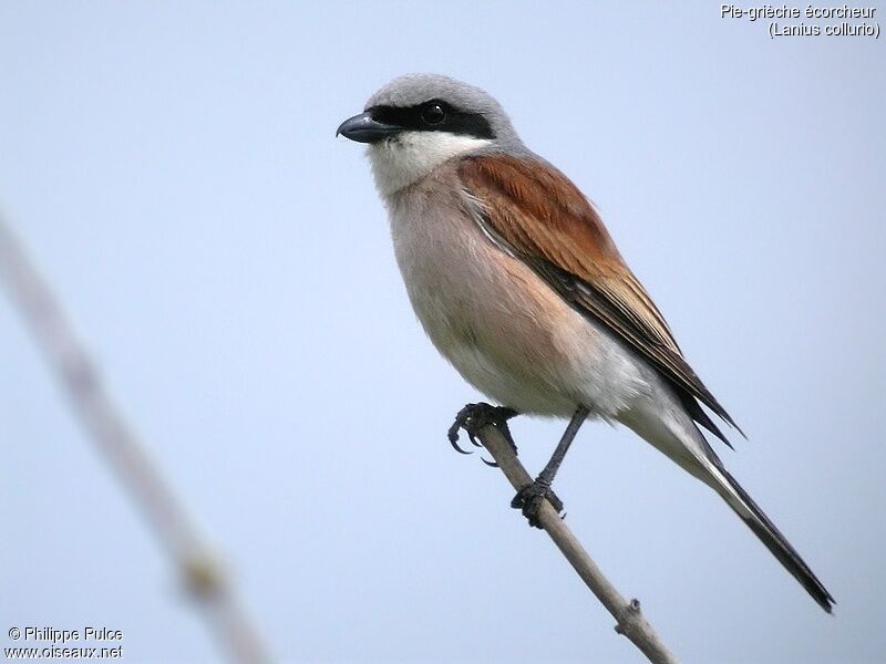 Red-backed Shrike