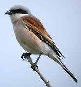 Red-backed Shrike