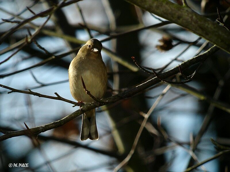 Common Chaffinch