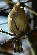 Common Chaffinch