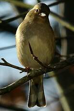 Pinson des arbres