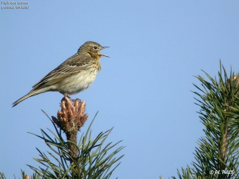 Pipit des arbres