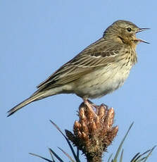 Pipit des arbres