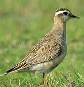 Eurasian Dotterel