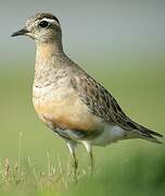 Eurasian Dotterel