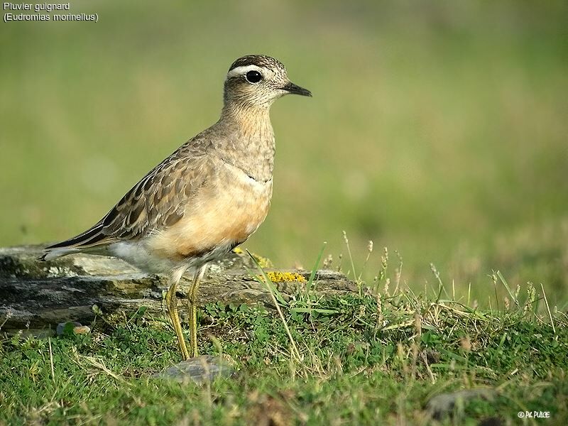 Eurasian Dotterel