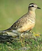 Eurasian Dotterel