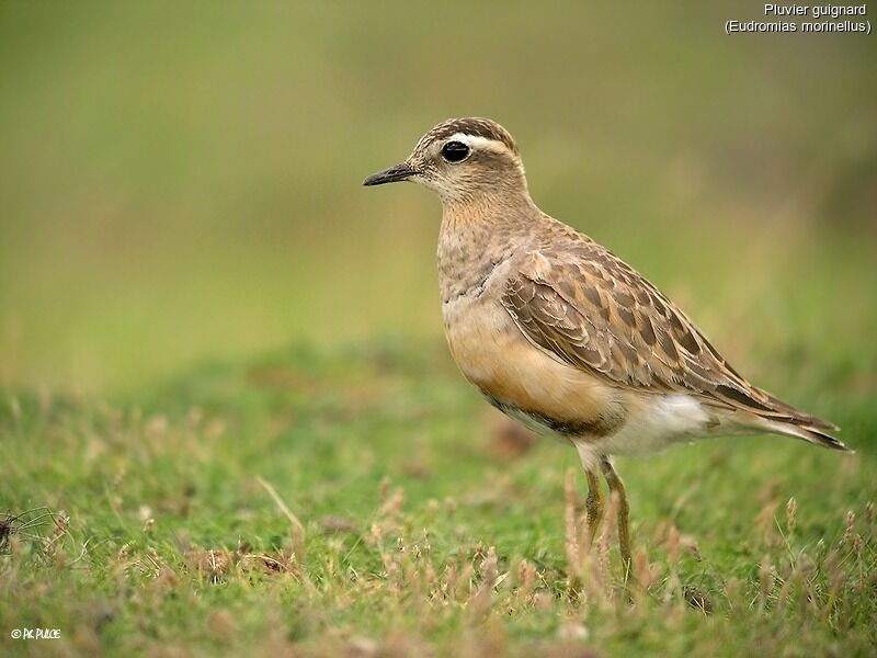 Eurasian Dotterel