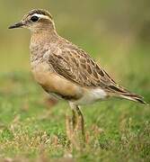 Eurasian Dotterel