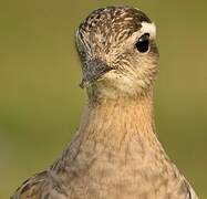 Eurasian Dotterel