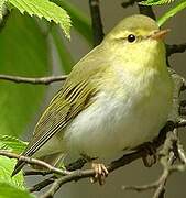 Wood Warbler