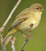 Common Chiffchaff