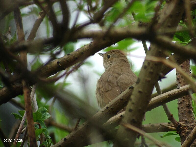 Thrush Nightingale