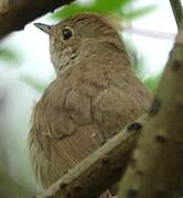 Thrush Nightingale