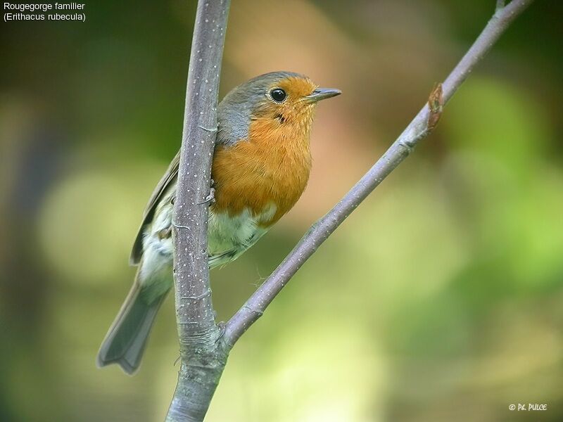 European Robin