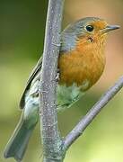 European Robin