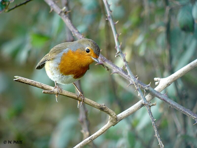 European Robin