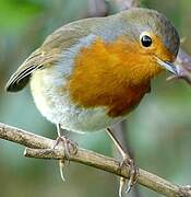 European Robin