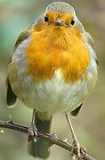 European Robin