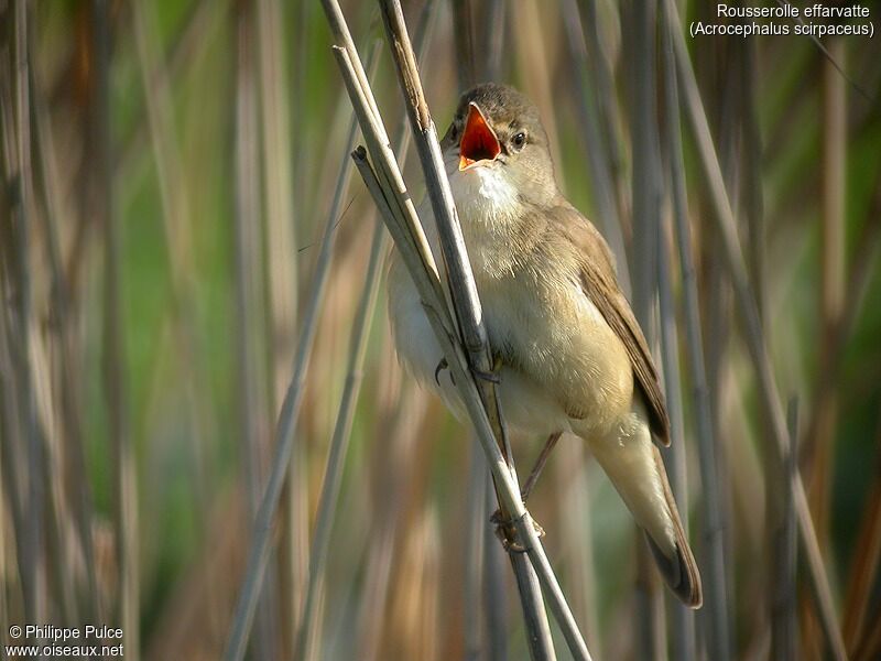 Common Reed Warbler