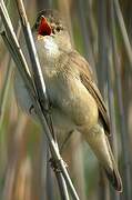 Eurasian Reed Warbler