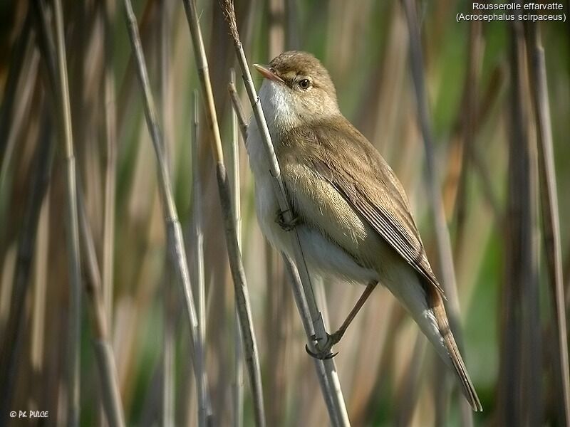 Common Reed Warbler