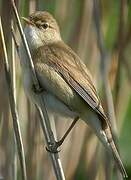 Eurasian Reed Warbler