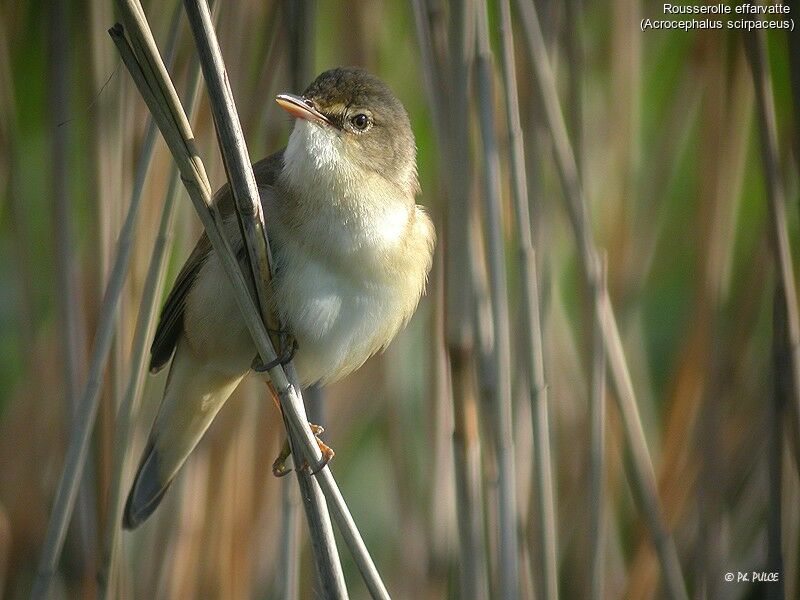 Common Reed Warbler