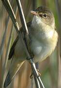 Common Reed Warbler