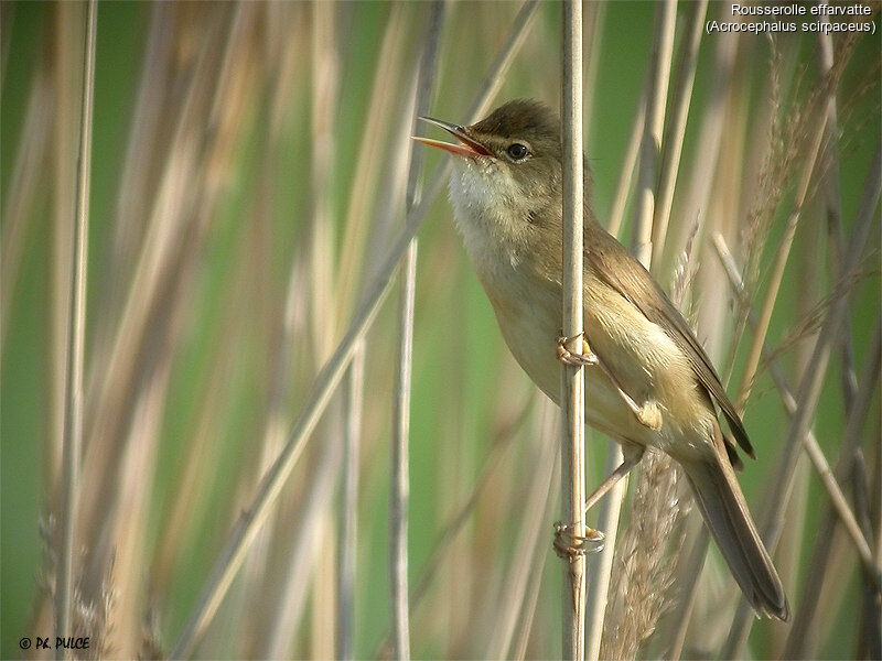 Eurasian Reed Warbler