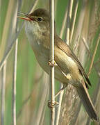 Common Reed Warbler