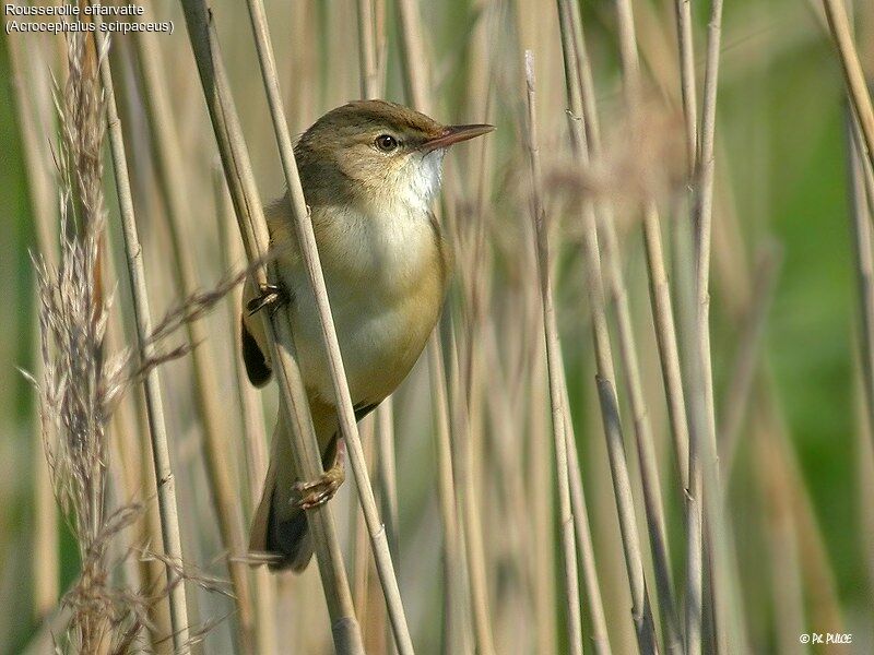 Eurasian Reed Warbler