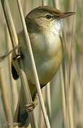 Common Reed Warbler