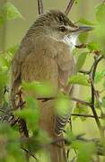 Great Reed Warbler