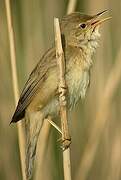 Marsh Warbler