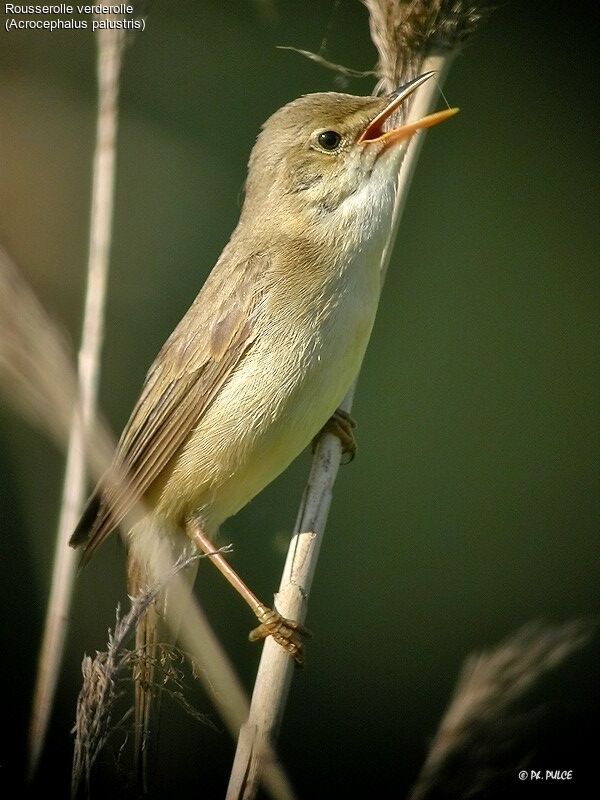 Marsh Warbler