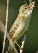 Marsh Warbler