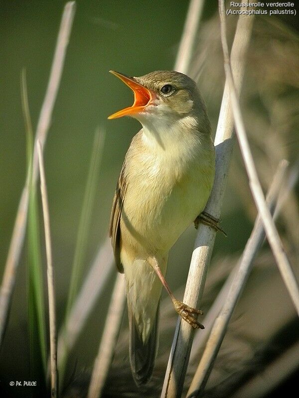 Marsh Warbler