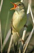 Marsh Warbler