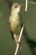 Marsh Warbler