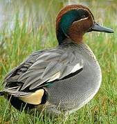 Eurasian Teal