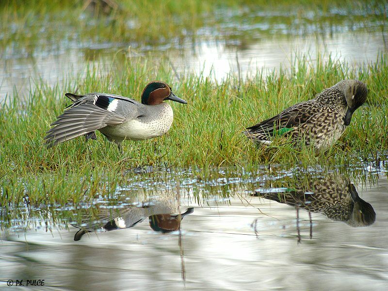 Eurasian Teal