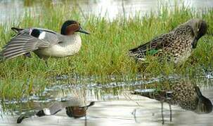 Eurasian Teal