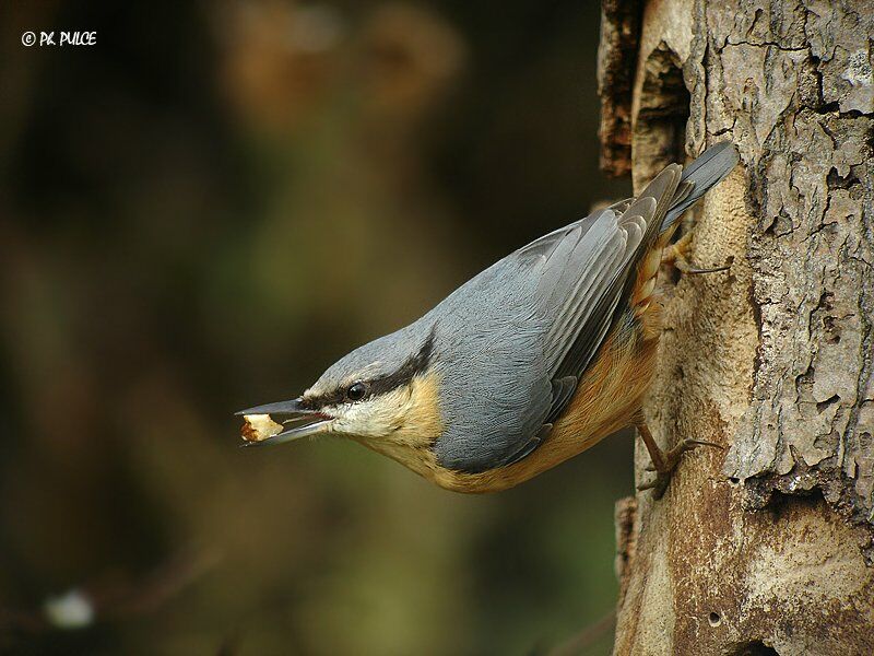 Eurasian Nuthatch